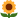 18 Sunflower.png