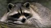 wallpaper-raccoon-photo-03_32web.jpg