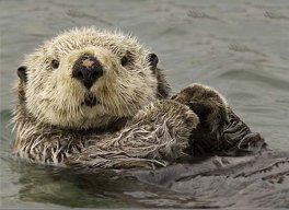 otterlyxcs