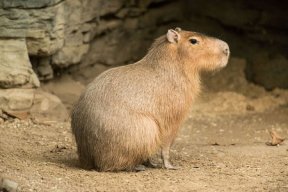 Capybara97
